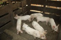 Nous avons besoin d'animaux pour notre projet d'auto-financement